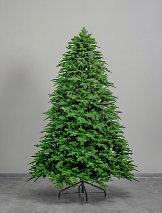 Ель Сибирская 2