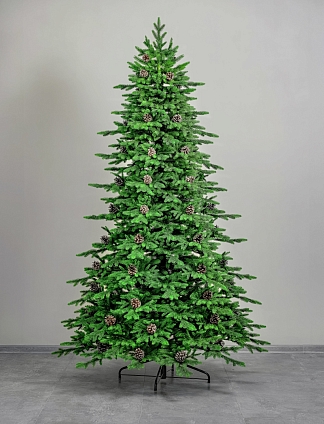 Ель Эльбрусская 2